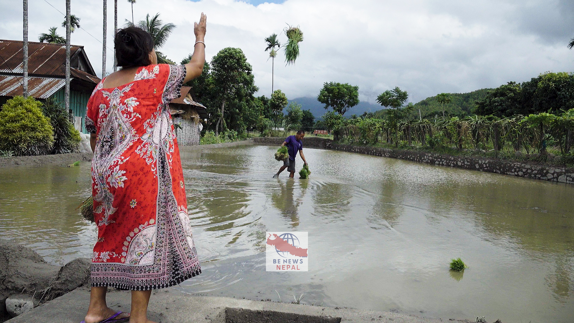 समयमै पानी नपरेपछि धरानका किसानले धान रोप्न पाएका छैनन