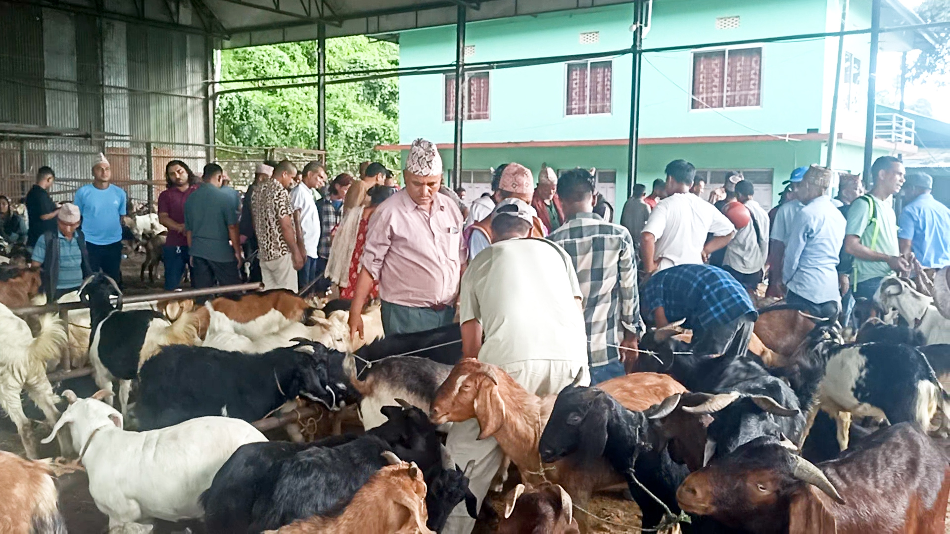 खसी बोका विक्री गरेर दशै टार्ने ध्याउन्नमा कृषक तथा व्यापारीहरु